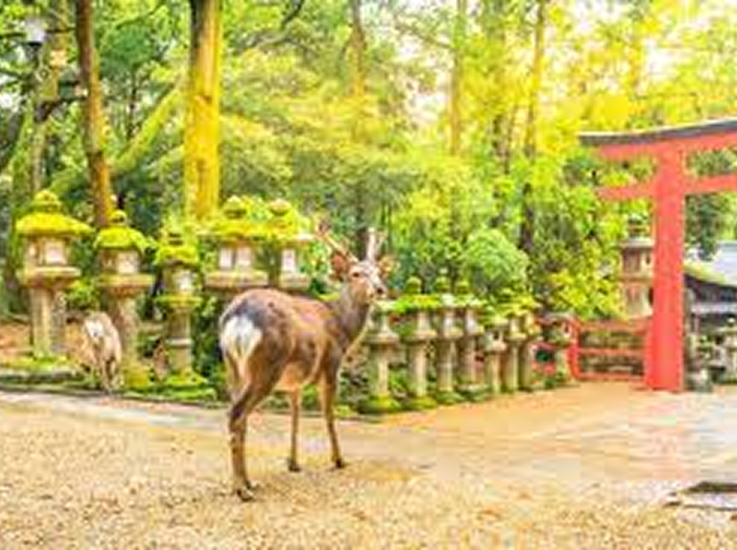 Itinerario Japón Memorias de Japón Día 06